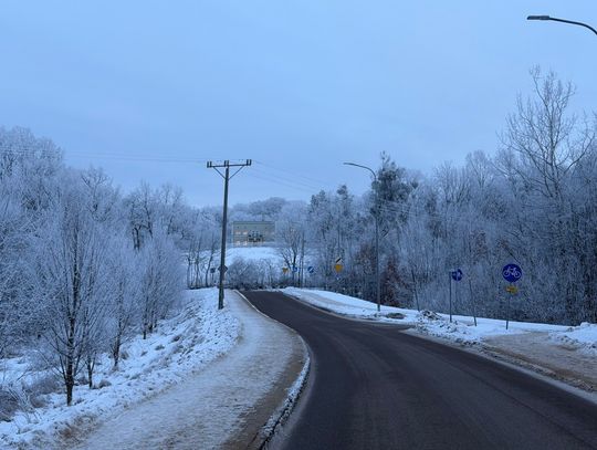 Ruch Obywatelski Nowy Elbląg: „To ostatni moment, by ratować drzewa”