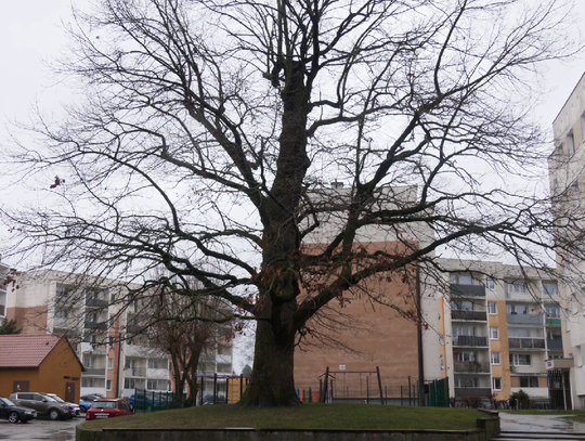 Są nie tylko w Bażantarni, ale także za oknami bloków elbląskich osiedli