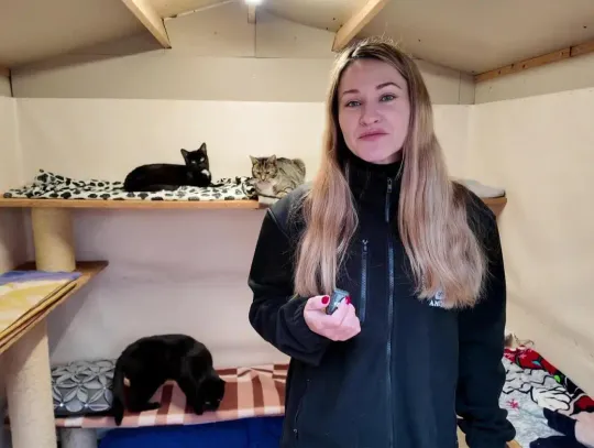 Schronisko w Elblągu otwiera kociarnię dla mieszkańców Schronisko w Elblągu otwiera kociarnię dla mieszkańców