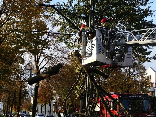 Silny wiatr w Elblągu. Konar drzewa zablokował torowisko