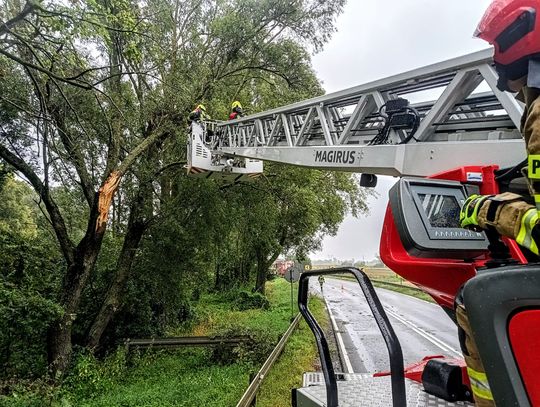 Silny wiatr w Elblągu. Strażacy interweniowali prawie 30 razy [FOTO]