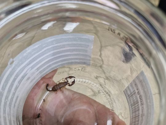 Skorpion na klatce schodowej – "dziki lokator" w akcji!