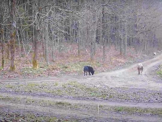 Skrzyżowanie psa z wilkiem? Leśnicy sprawdzą, czym jest czarny odmieniec [VIDEO]