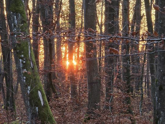 Spacer po Bażantarni zakończył się interwencją służb. Policjanci odnaleźli małżeństwo Spacer po Bażantarni zakończył się interwencją służb. Policjanci odnaleźli małżeństwo