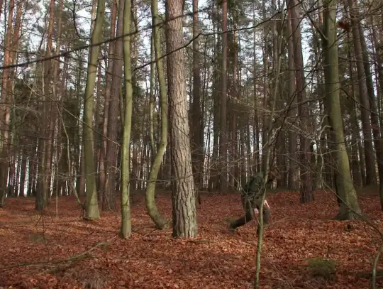 Strategie ochrony lasów przed pożarami.