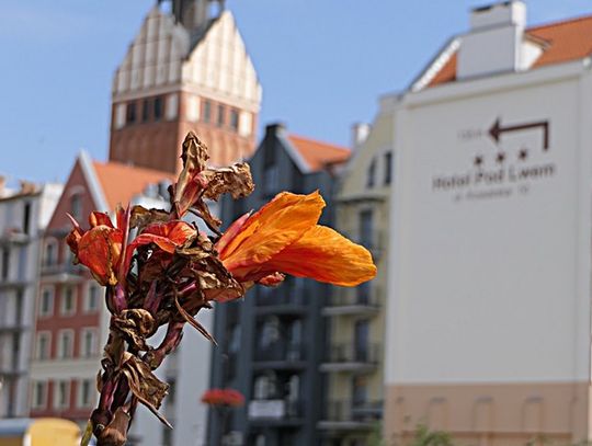 Synoptycy wydali ostrzeżenie pogodowe dla Elbląga