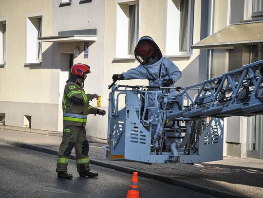 Szerszenie na Słonecznej. Kiedy dzwonić po straż pożarną?