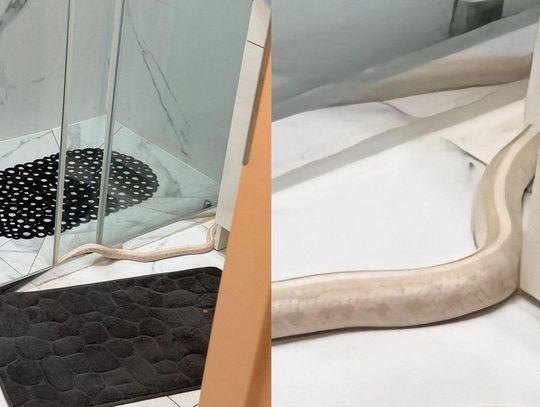 Szok w łazience! Otworzył drzwi i zobaczył metrowego węża