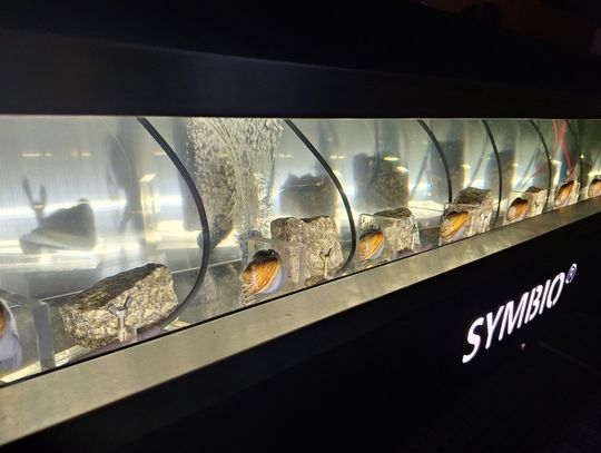 Te stworzenia reagują szybciej niż laboratorium