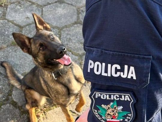 Tesla właśnie przeszła szkolenie specjalistyczne