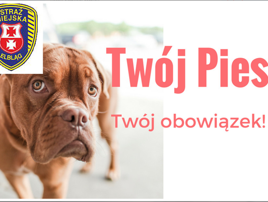 Twój pies - twój obowiązek!