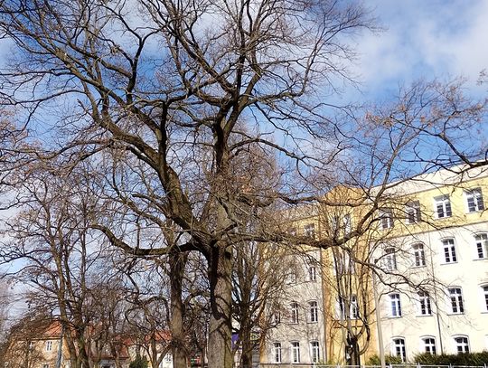 U zbiegu ulic Browarnej i Robotniczej powstanie park kieszonkowy