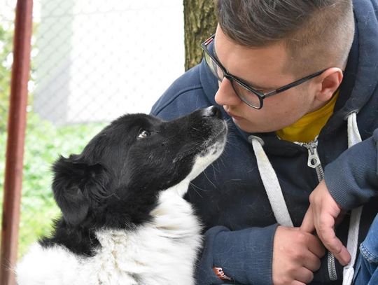 Urzędnicy Prezydenta Elbląga atakują schronisko, schronisko odpowiada!