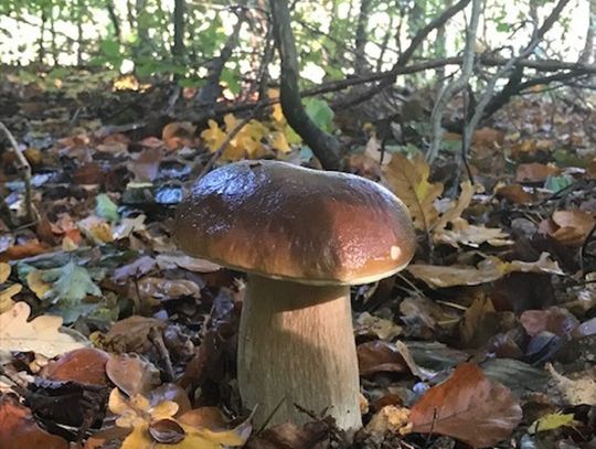 Uwaga grzybiarze! Główny Lekarz Weterynarii alarmuje