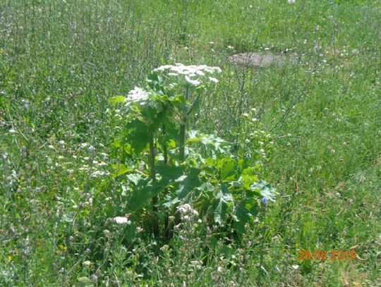 Uwaga na Barszcz Sosnowskiego w Elblągu!