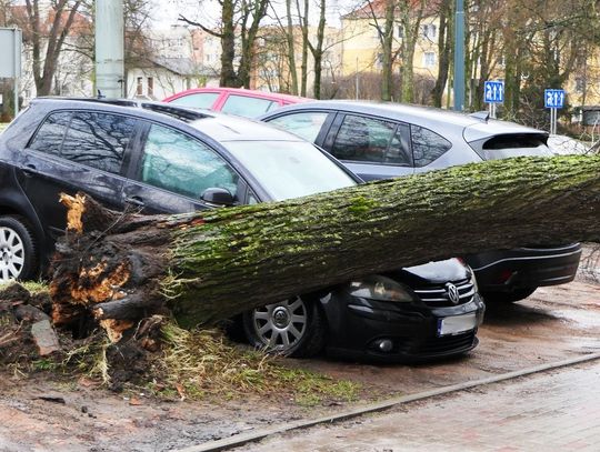 Uwaga na silny wiatr! W Elblągu drzewo spadło na samochody
