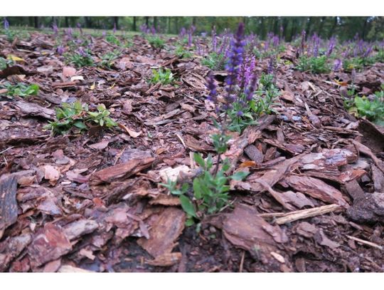 W Parku Modrzewie powstało szałwiowe pole