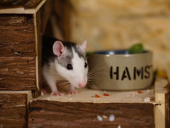 W poniedziałek w Elblągu rusza obowiązkowa deratyzacja!