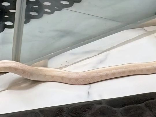 Wąż z Płk. Dąbka odnaleziony Wąż z Płk. Dąbka odnaleziony