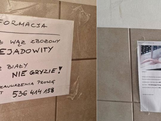 Widziałeś węża? Zadzwoń! W bloku na Płk. Dąbka pojawiła się ulotka