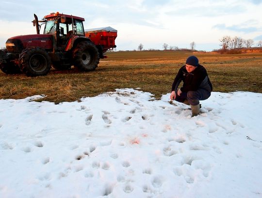 Wilki rozszarpały psa pod Elblągiem. "Na spacer spokojnie nie można wyjść"
