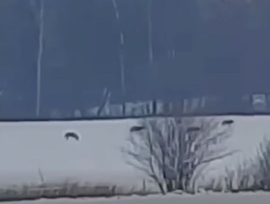 Wilki we Fromborku. Urząd wydał komunikat [WIDEO]