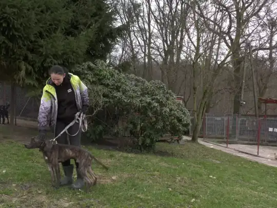 Wracamy do głośnej sprawy psa Tysona [AKTUALIZACJA]