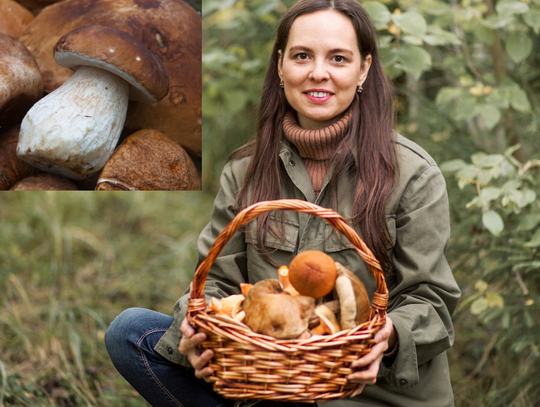 Wrzesień w lasach pachnie grzybami. Kosze pełne borowików i kurek