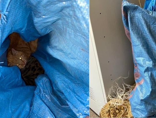 Wrzucił koty do worka i przywiązał cegłówkę