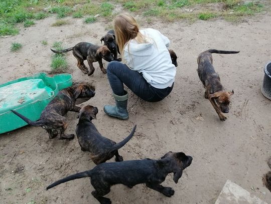 Wykorzystał elbląski spacer z psami do wyrzucenia szczeniąt