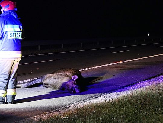 Wypadek z łosiem na S22