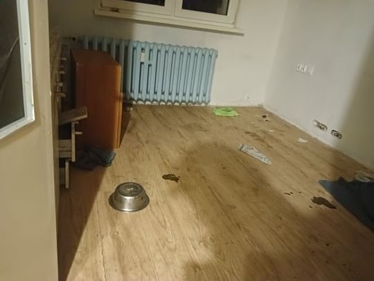 Wyprowadzili się bez wiedzy właścicieli i zostawili psa. Interwencja strażników Elblągu