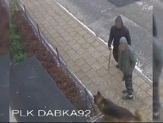 York zagryziony na Dąbka. Jak sprawę zakończyła policja?