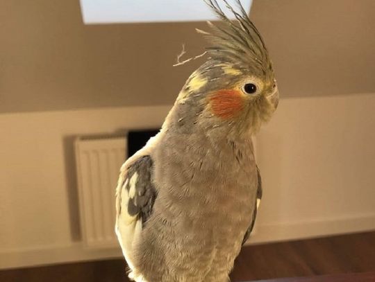 Zaginęła papuga w Elblągu [AKTUALIZACJA]