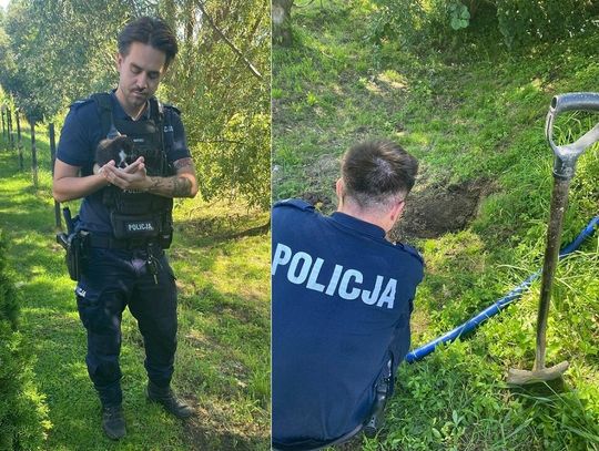 Zakopała żywcem dwumiesięcznego kota. Interweniowała córka