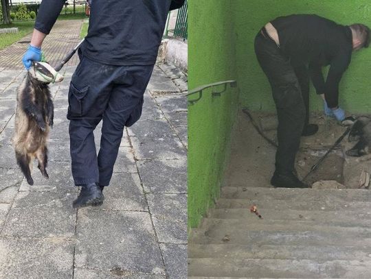 Zamiast malucha – borsuk. Nietypowa akcja w Elblągu