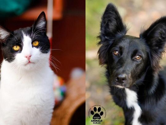 Zamień stary sprzęt na ciepło i jedzenie dla zwierzaków z Elbląga