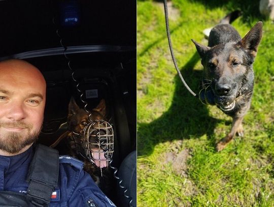 Zatrzymany w Elblągu przez policjanta z psem służbowym