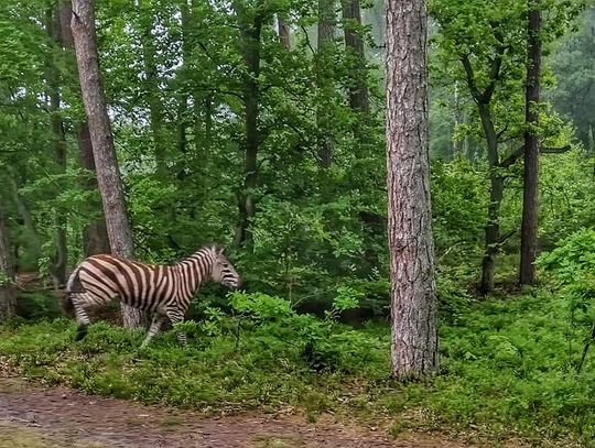 Zebra w lesie Nadleśnictwa Elbląg
