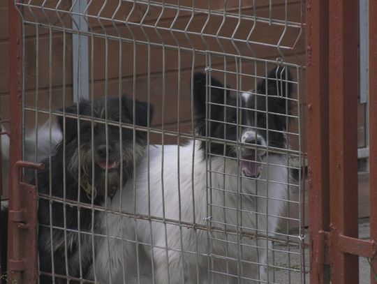 Zerwijmy łańcuchy! Rusza walka o prawa zwierząt w Polsce.