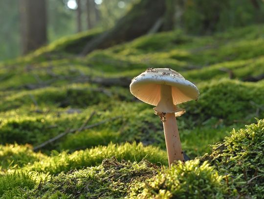 Zjedli grzyby. Kobieta zmarła, jej mąż w szpitalu