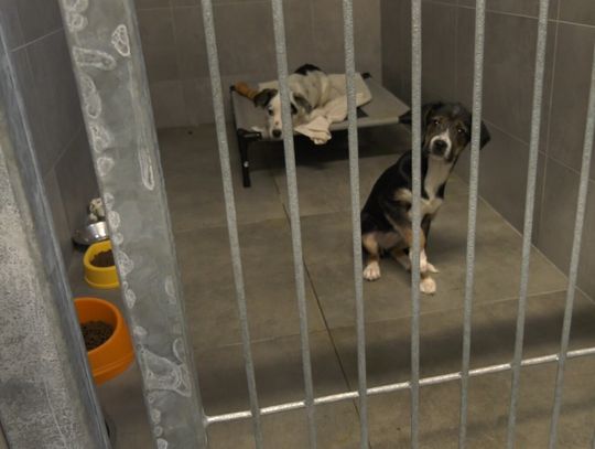 Zmodernizowano budynek psiarni w elbląskim schronisku