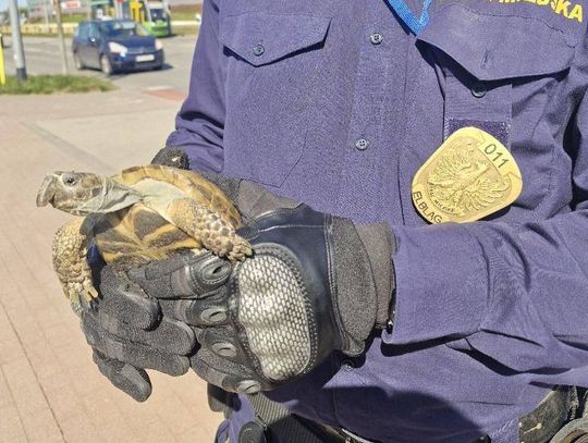 Żółw uciekł z balkonu i ruszył na samotną wędrówkę