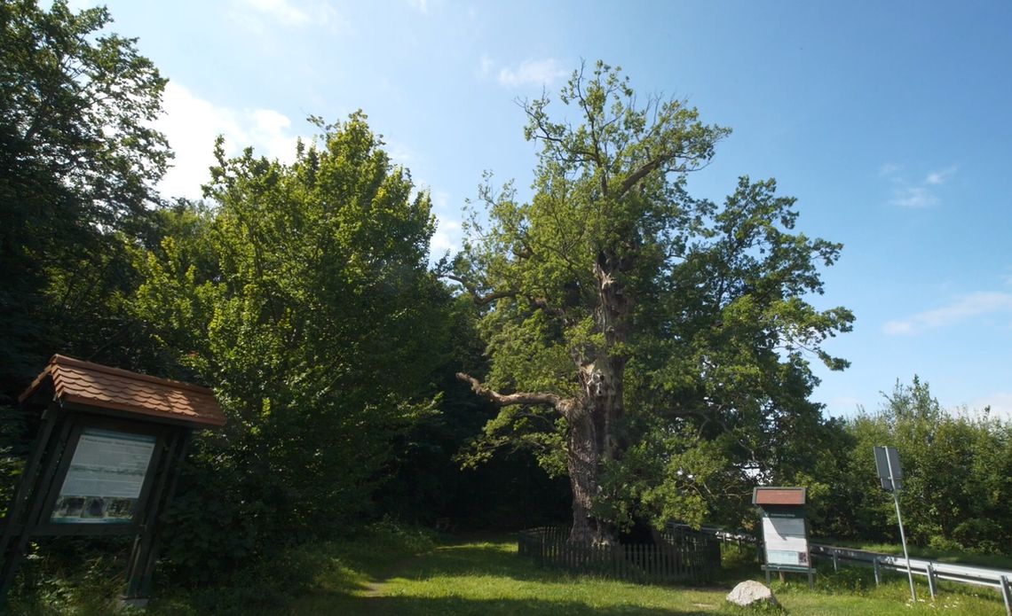 40 lat troski o naturę, historię i piękno regionu! [WIDEO]