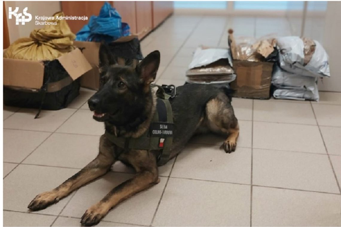 Aira na tropie paczek z tytoniem