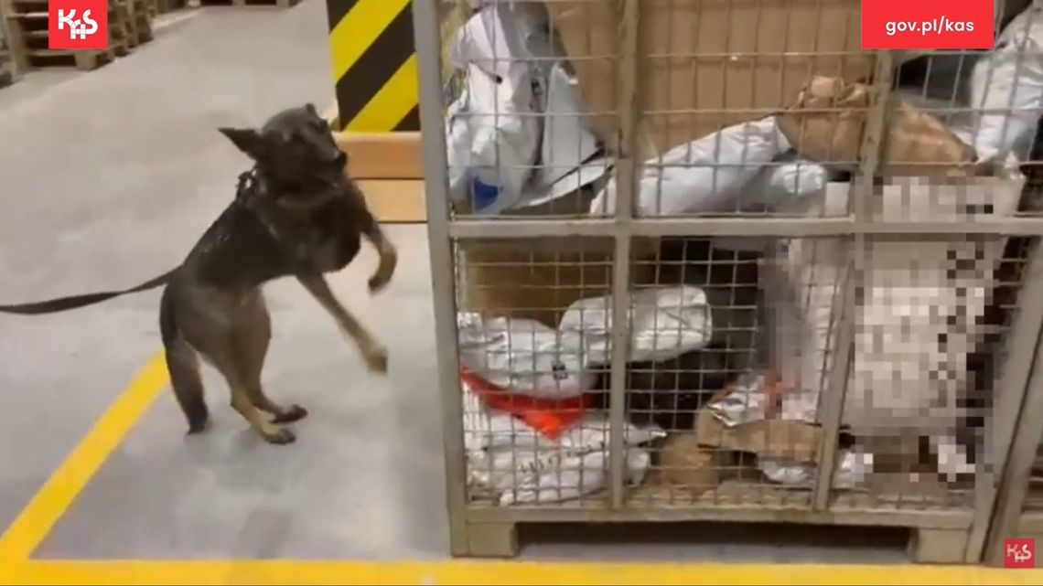 Aira z KAS wywęszyła amfetaminę i mefedron w paczkach kurierskich