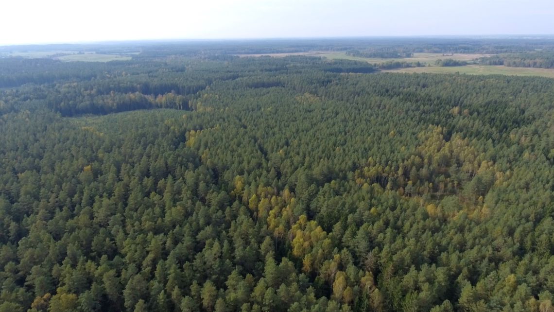 Będą nowe lasy. Kupujemy tereny pod zalesianie Będą nowe lasy. Kupujemy tereny pod zalesianie