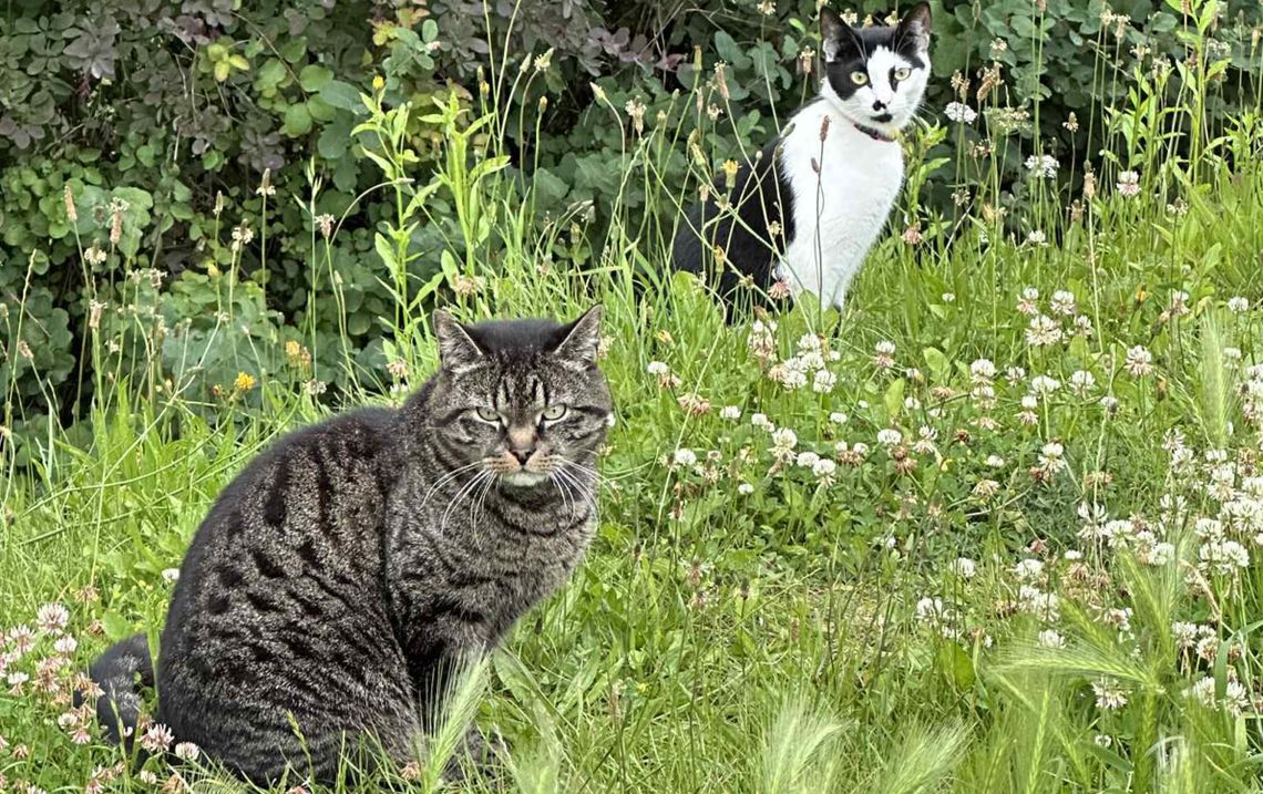 Bezpłatne sterylizacja i kastracja kotów wolno żyjących Bezpłatne sterylizacja i kastracja kotów wolno żyjących