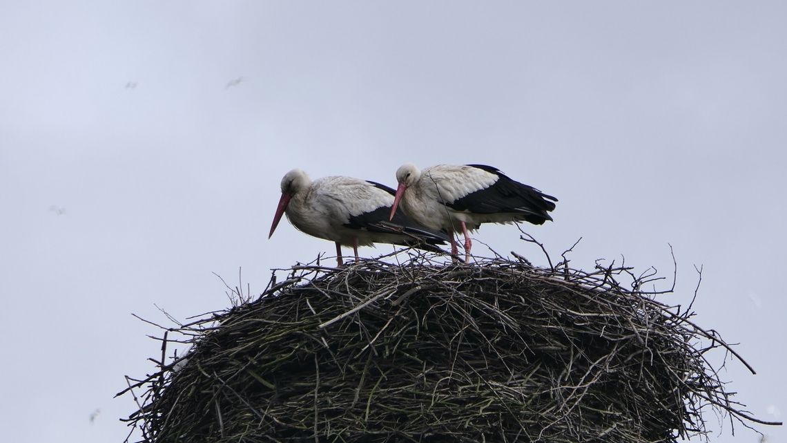 Bociany przyleciały do Elbląga, gniazdują już w Rubnie Bociany przyleciały do Elbląga, gniazdują już w Rubnie