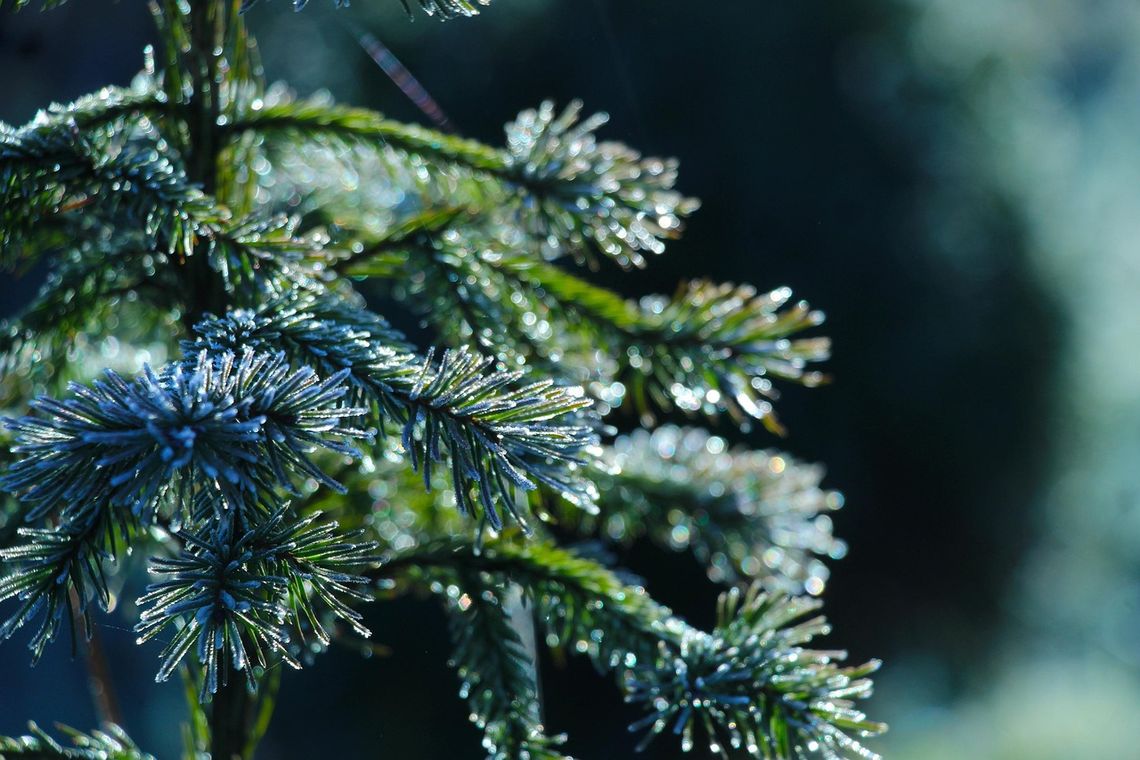Choinki prosto z lasu. Ile zapłacimy? [CENNIK]